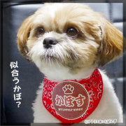 ペット用名前入りバンダナ『ペイズリー』-革風ワッペン-犬・猫グッズ