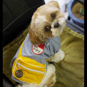 犬の幼稚園コスチューム《ブルー》