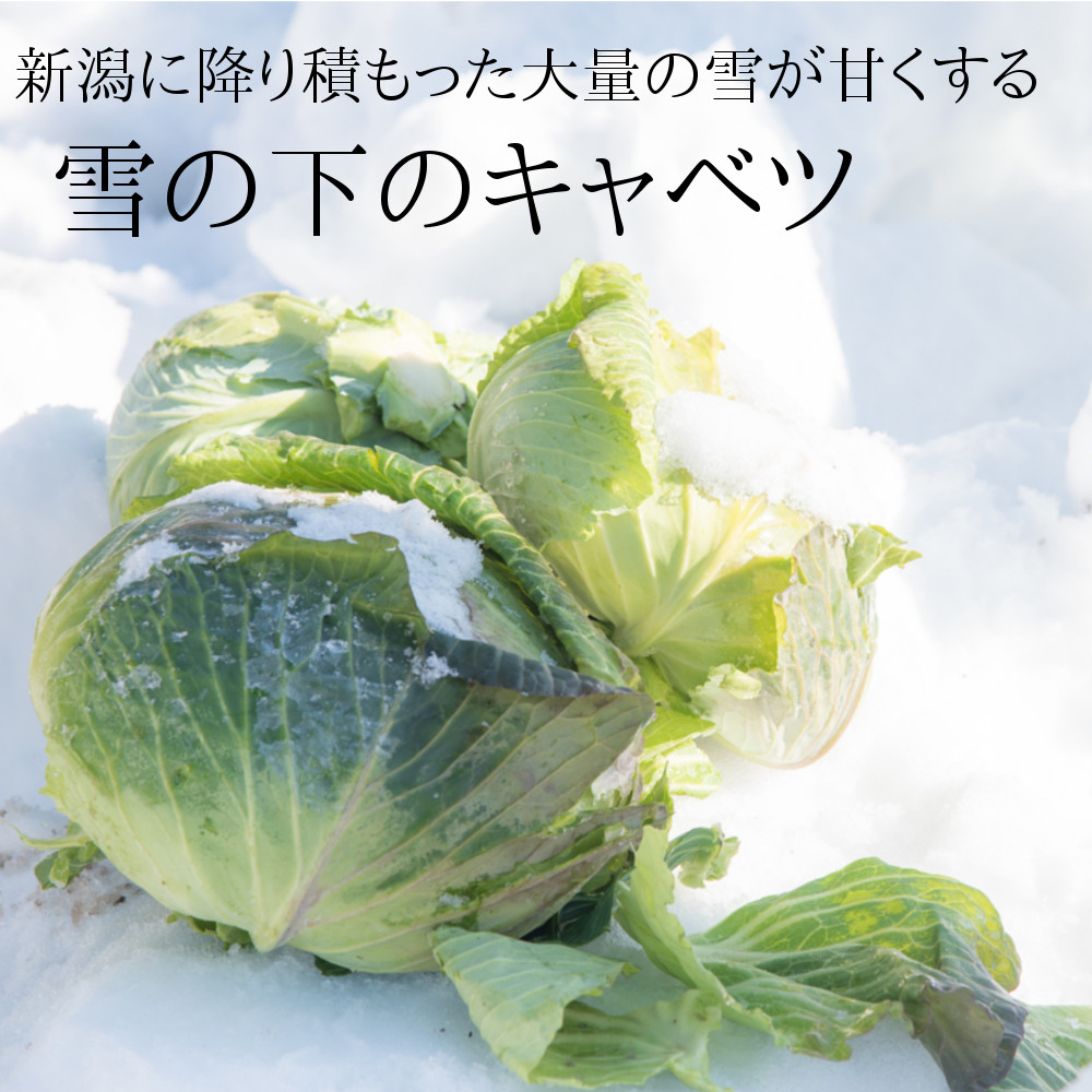 大雪がもたらした美味しい野菜。雪の下キャベツ