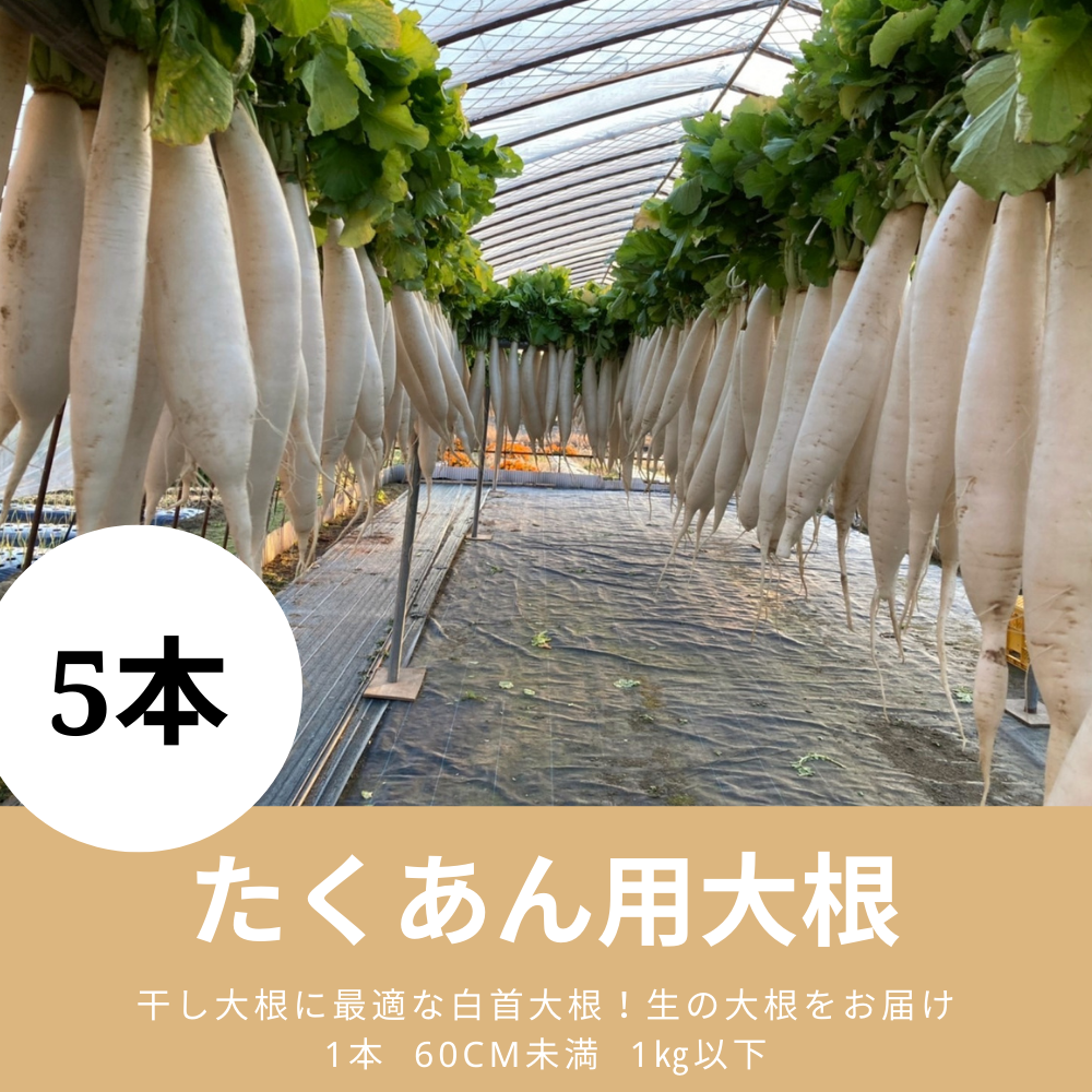 遠藤さんのたくあん用大根5本、生のまま直送します