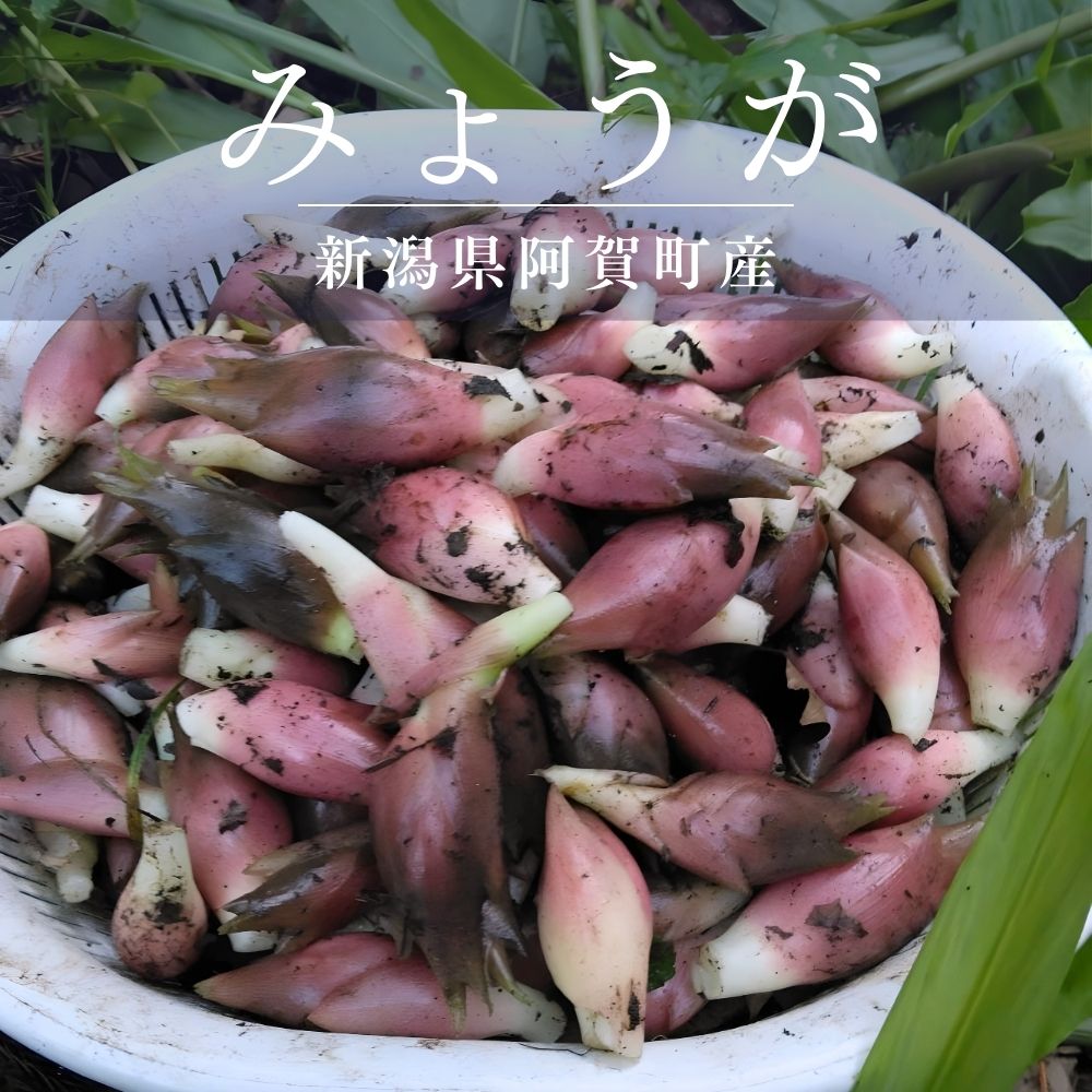 みょうが 秋の山菜 阿賀町産の天然物です