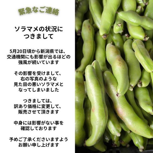 新潟産そら豆につきまして【2026年5月24日現在】