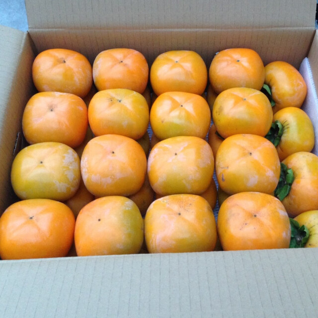 渋柿 新潟産平たねなし柿（生柿 Ｂ品）M ～ 2Ｌサイズ 約7.5ｋｇ [約30～40玉] 枝無し