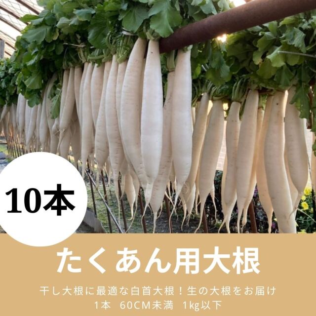 遠藤さんのたくあん用大根10本、生産者から直送します