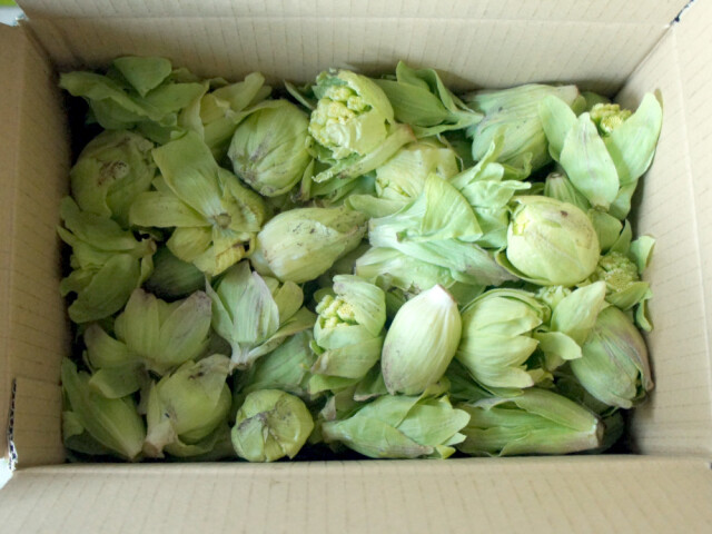 旧津川町の雪深い山間地で採取したふきのとうです