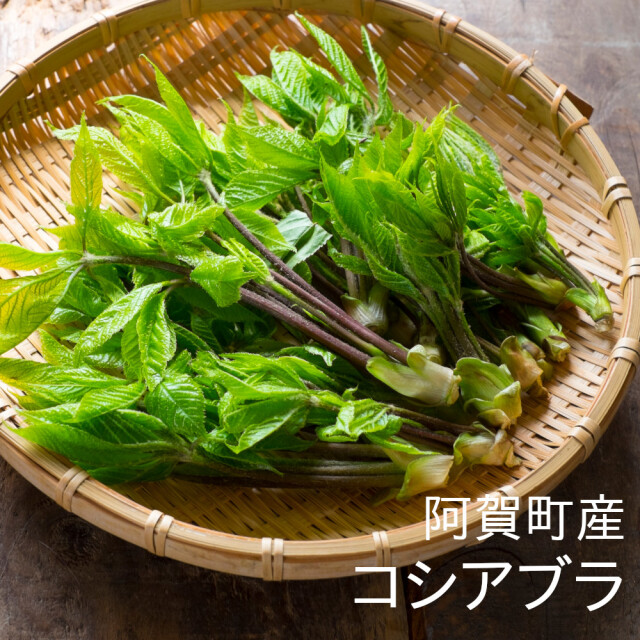 産地直送 山口さんのこしあぶら 新潟県阿賀町 100ｇ 春の野菜 旧津川町の山菜 天然物 【冷蔵便】
