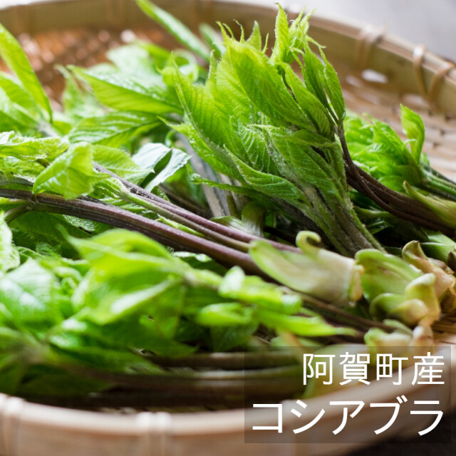 産地直送 春の山菜 こしあぶら 新潟県阿賀町産 50ｇ 春の野菜 旧津川町の山菜 天然物 【冷蔵便】