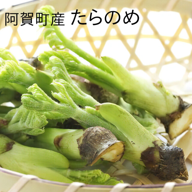 産地直送 旧津川町産 タラの芽 山菜 250ｇ 新潟県阿賀町 山口さんの山菜 春の野菜 【冷蔵便】