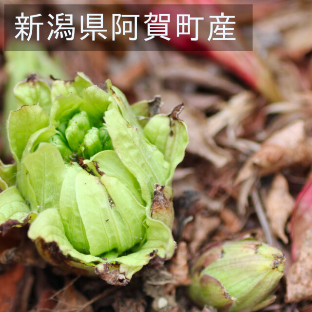 ふきのとう 新潟の天然物