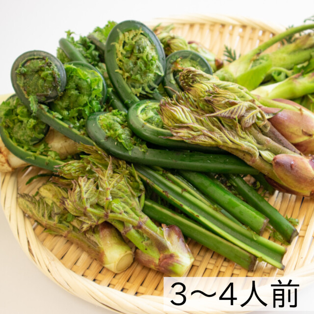 天ぷらにおススメ！旬の山菜セット500ｇ。新潟県阿賀町産