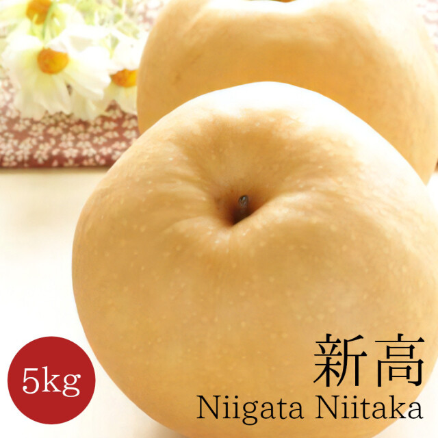 新潟仲村農園の大きい新高梨5キロセット