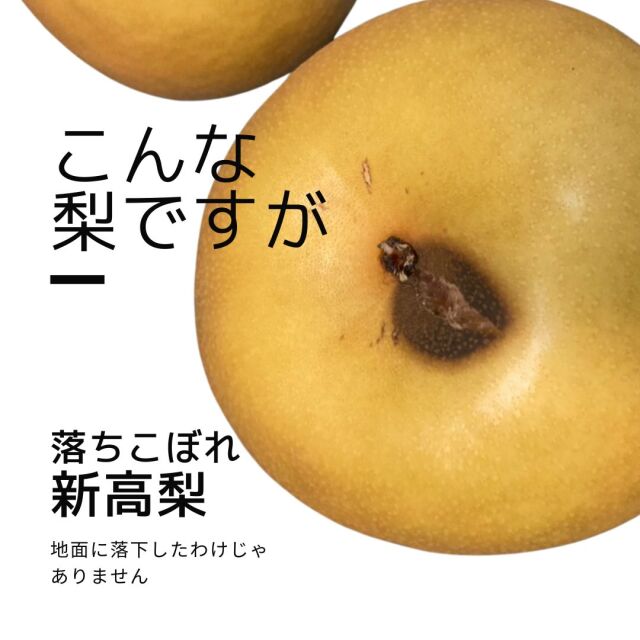 送料無料【訳ありの中のワケアリ】 落下していない落ちこぼれ新高梨 2.5キロ（ｋｇ）ご自宅用 新潟の梨 果物 和梨 新潟市江南区 仲村農園