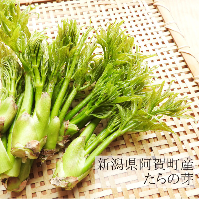 新潟県阿賀町 旧津川町産 タラの芽の天然物を産地直送