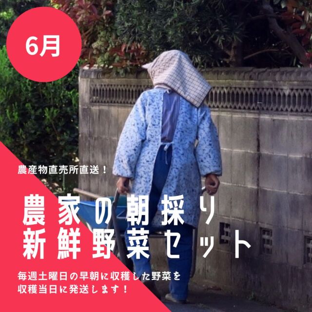 夢ファームくまい直営農産物直売所直送！6月の野菜8点セット