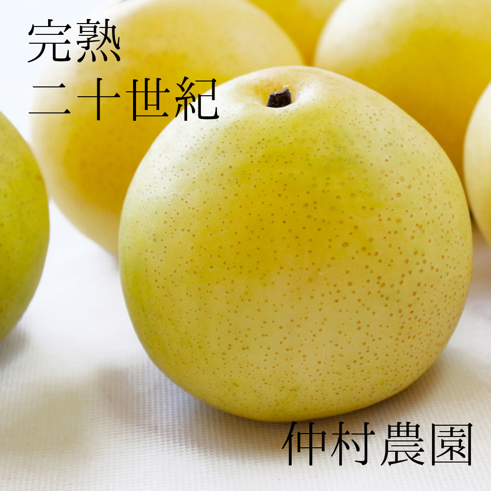 二十世紀梨 送料無料 農家直送 朝モギ梨 新潟市江南区産　3ｋｇ - 仲村農園