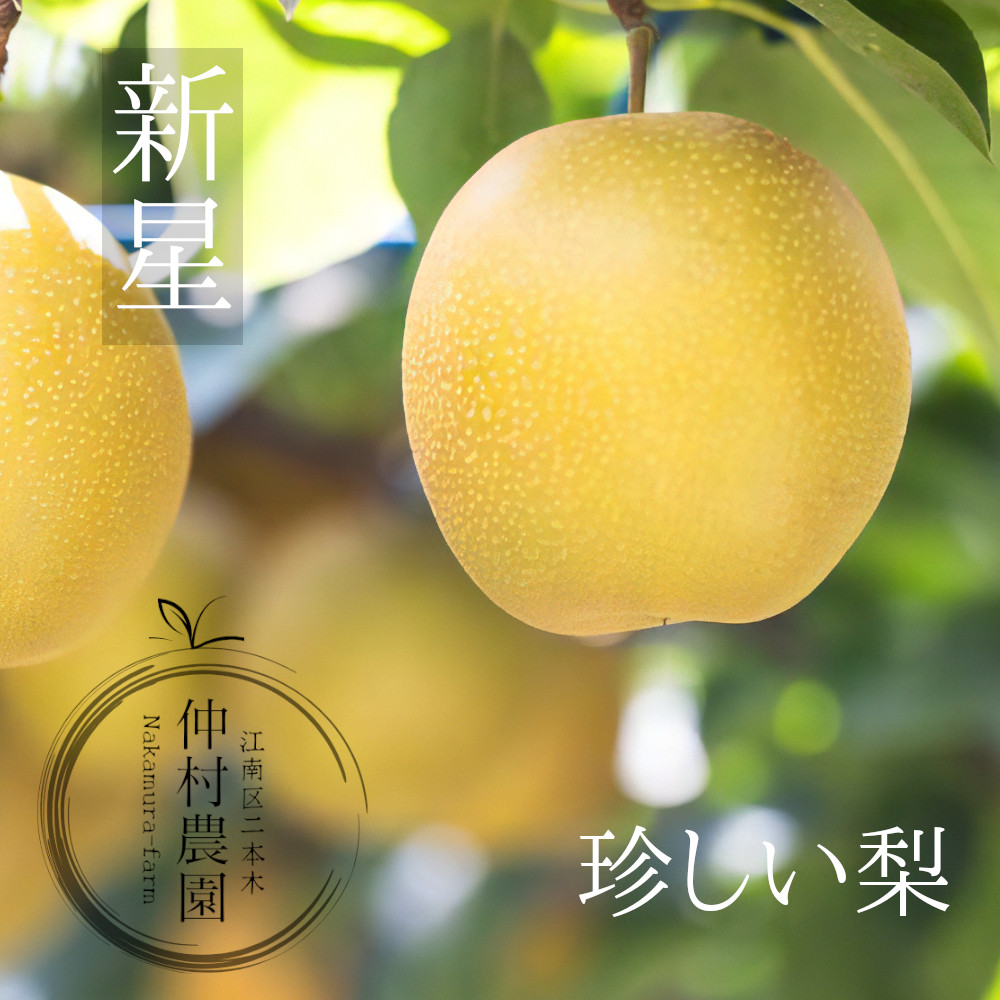珍しい梨、新星。仲村農園産3キロセット