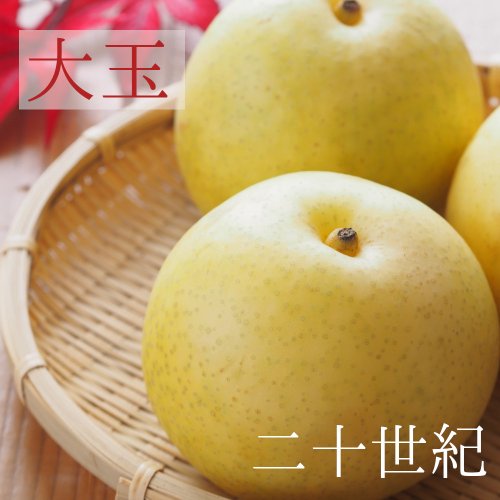 梨【20世紀】送料無料 農家直送≪朝モギ≫ 新潟市江南区産　5ｋｇ 大玉 （およそ10～12個） - 仲村農園