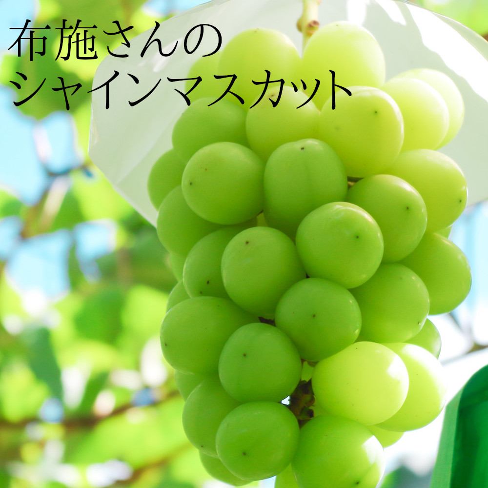 【送料無料】 シャインマスカット 2キロ 新潟市秋葉区産 布施ぶどう園 果物 葡萄 高級 農園からお取り寄せ 【期間限定 9月末まで】