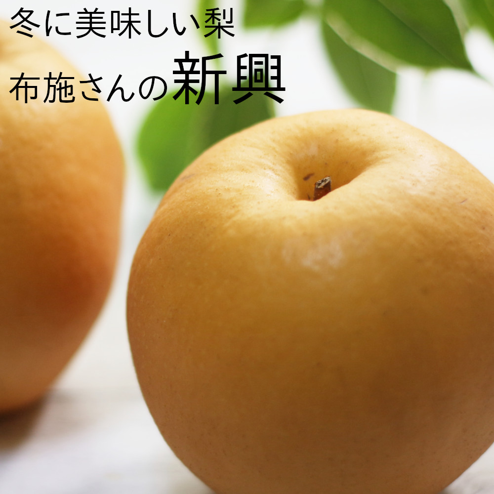 冬に一番おいしい梨 布施さんの新興