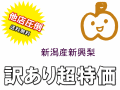 他店圧倒の訳あり特価！新潟産の新興梨が送料無料