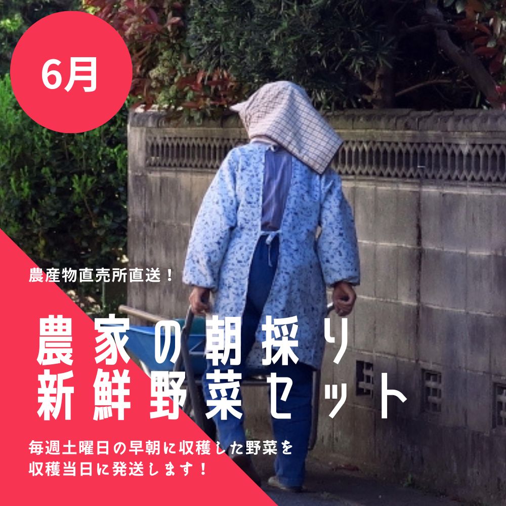 夢ファームくまい直営農産物直売所直送！6月の野菜8点セット