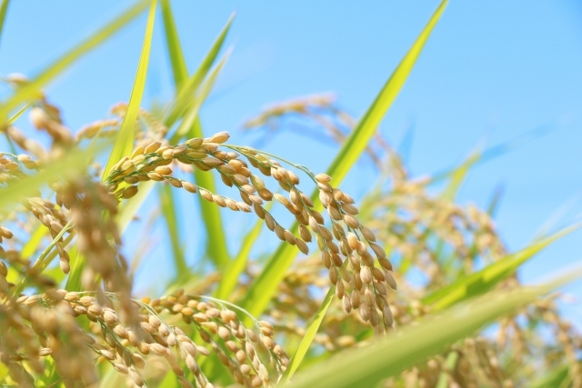 【5袋限定販売】フィールド農法【長野県産ミルキークイーン】玄5kg　※別途送料かかります。