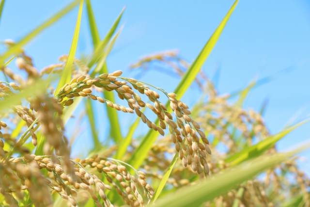 フィールド農法【長野県産ミルキークイーン】玄米 5kg　※別途送料かかります。