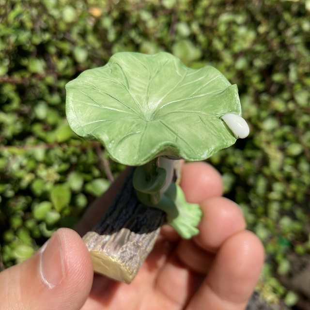 コポーハスの葉で雨宿りするカエル４