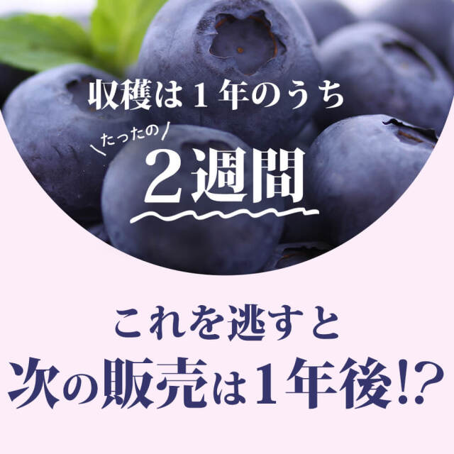 2025年度予約終了】信州産 生ブルーベリー1kg（250g×4パック）/7