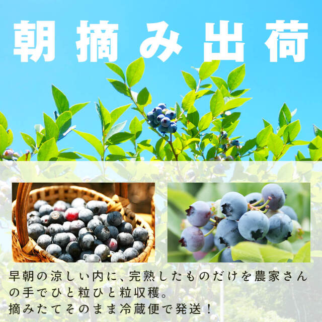 令和7年度生ブルーベリー★3㎏(送料込み) 楽天市場】【ふるさと納税】令和7年産 冷凍 ブルーベリー 選べる