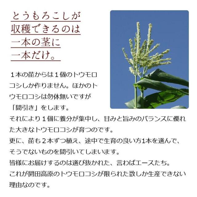 信州木曽 開田高原とうもろこし（10本セット）/8月中旬～発送