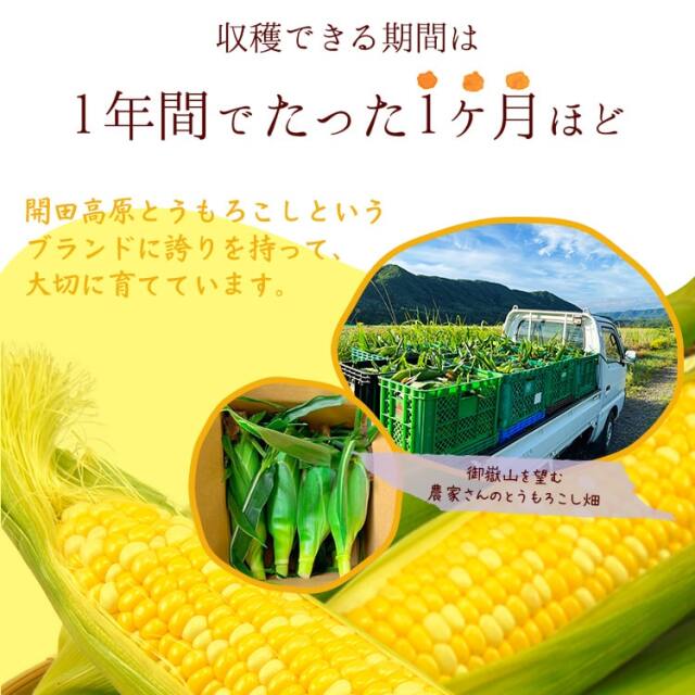開田高原 激あま＆実がプリプリのとうもろこしの通販・お取り寄せ 