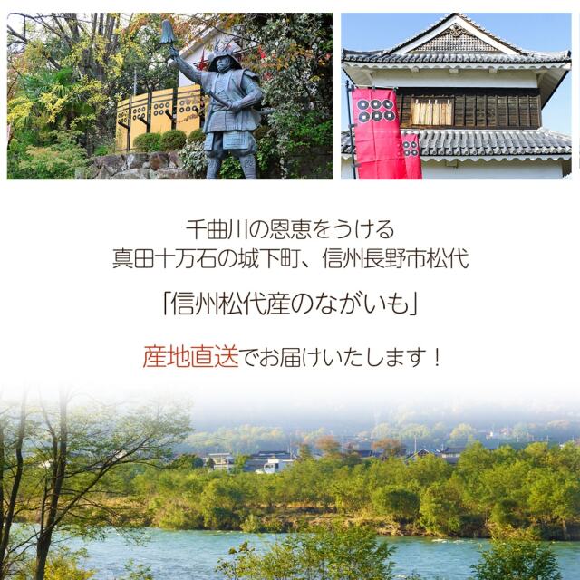 信州松代ながいも_03