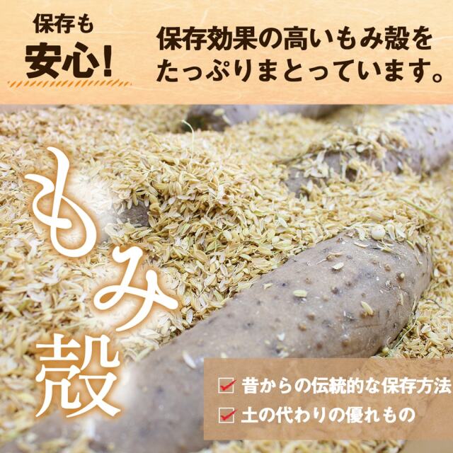 山芋 山芋。Yamatoimo from Japan 300g | ISSé JAPAN
