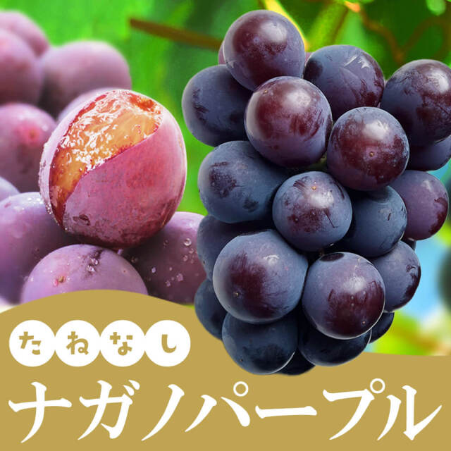 信州産 ぶどう ナガノパープル Aランク 大房 2房 （計1.2kg程度） /９月中旬～発送// 葡萄 蒲萄 ブドウ 長野 パープル 贈答 ギフト【2025年度予約】