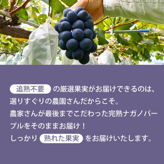 信州ナガノパープル2房約1kg×2箱 商品詳細ページ