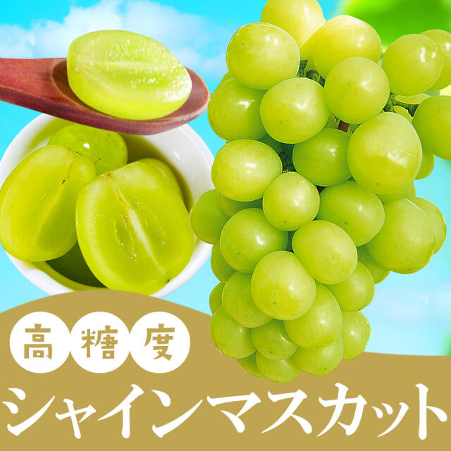 信州産 ぶどう シャインマスカット Aランク 大房 2房 （計1.2kg程度） /９月中旬～発送// 葡萄 蒲萄 ブドウ マスカット 長野【2025年度予約】