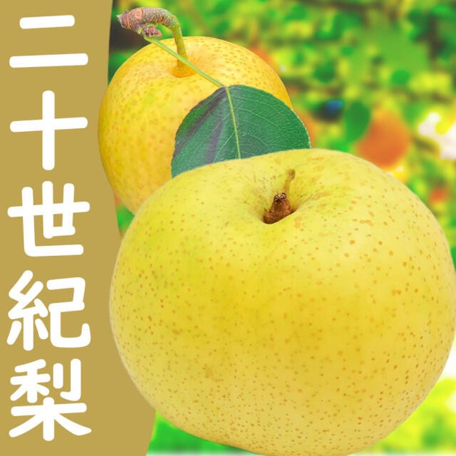 梨 二十世紀梨 信州産  5kg(10玉～14玉)/9月中旬～発送// 梨 長野 20世紀梨 ギフト 贈答 高級　【2025年度予約】
