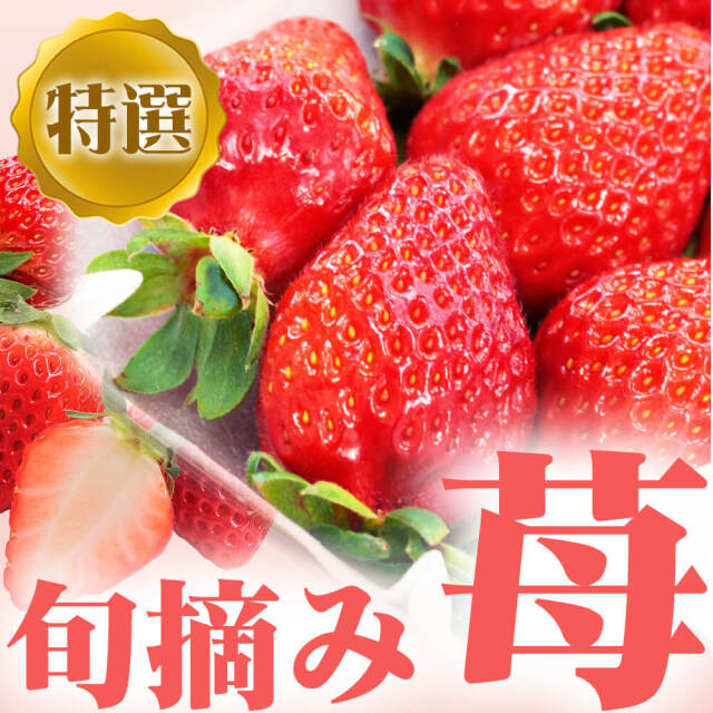 いちご 特選 旬摘み苺 4パック箱入り(1パック260g以上)/3月上旬～発送// ギフト 贈答 高級 章姫 紅ほっぺ とちおとめ 白苺 信州 長野【2025年度予約】