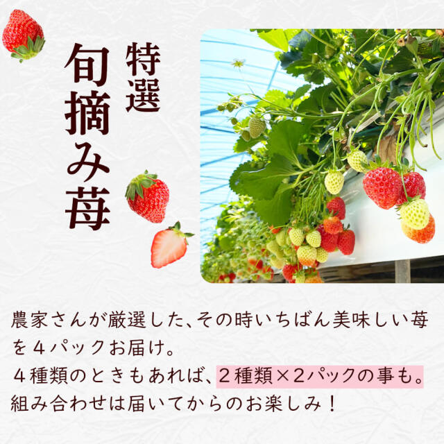 特選 旬摘み苺 4パック箱入り
