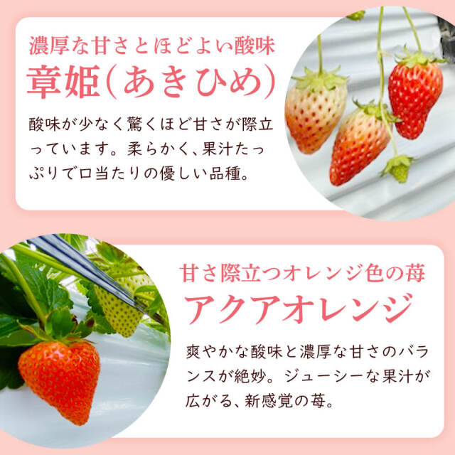 特選 旬摘み苺 4パック箱入り