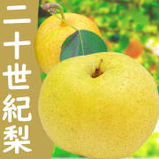 【2025年度予約終了】梨 二十世紀梨 信州産  5kg(10玉～14玉)/9月中旬～発送// 梨 長野 20世紀梨 ギフト 贈答 高級　