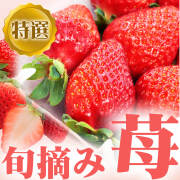 いちご 特選 旬摘み苺 4パック箱入り(1パック260g以上)/3月上旬～発送// ギフト 贈答 高級 章姫 紅ほっぺ とちおとめ 白苺 信州 長野【2025年度予約】