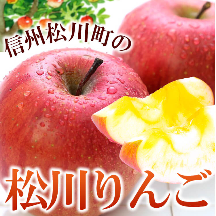 【2024年度予約終了】りんご 松川りんご(ふじ) 信州 5kg(11~16玉) / 12月中旬～発送 / リンゴ 林檎 //