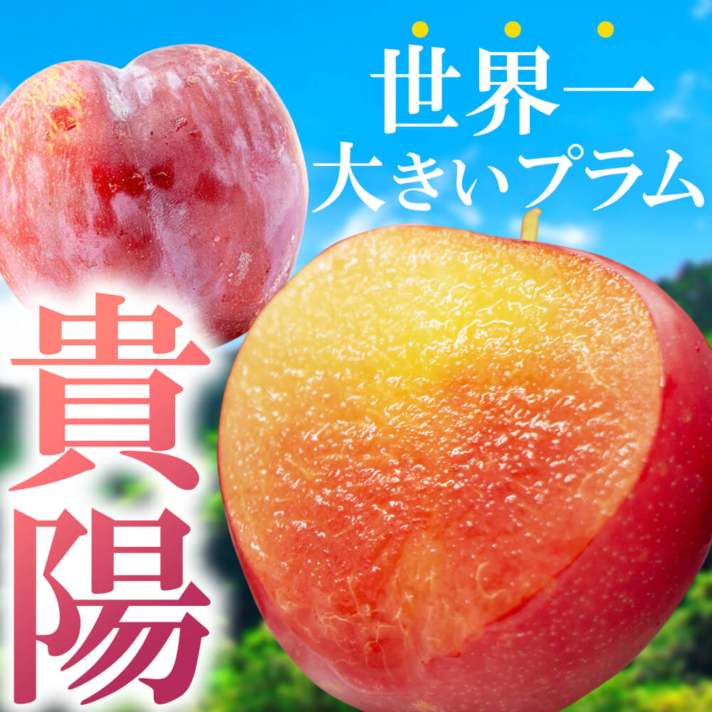 信州産 貴陽 1.8kg（6～8個）/7月中旬～発送/最高級 プラム すもも 長野//【2026年度予約】