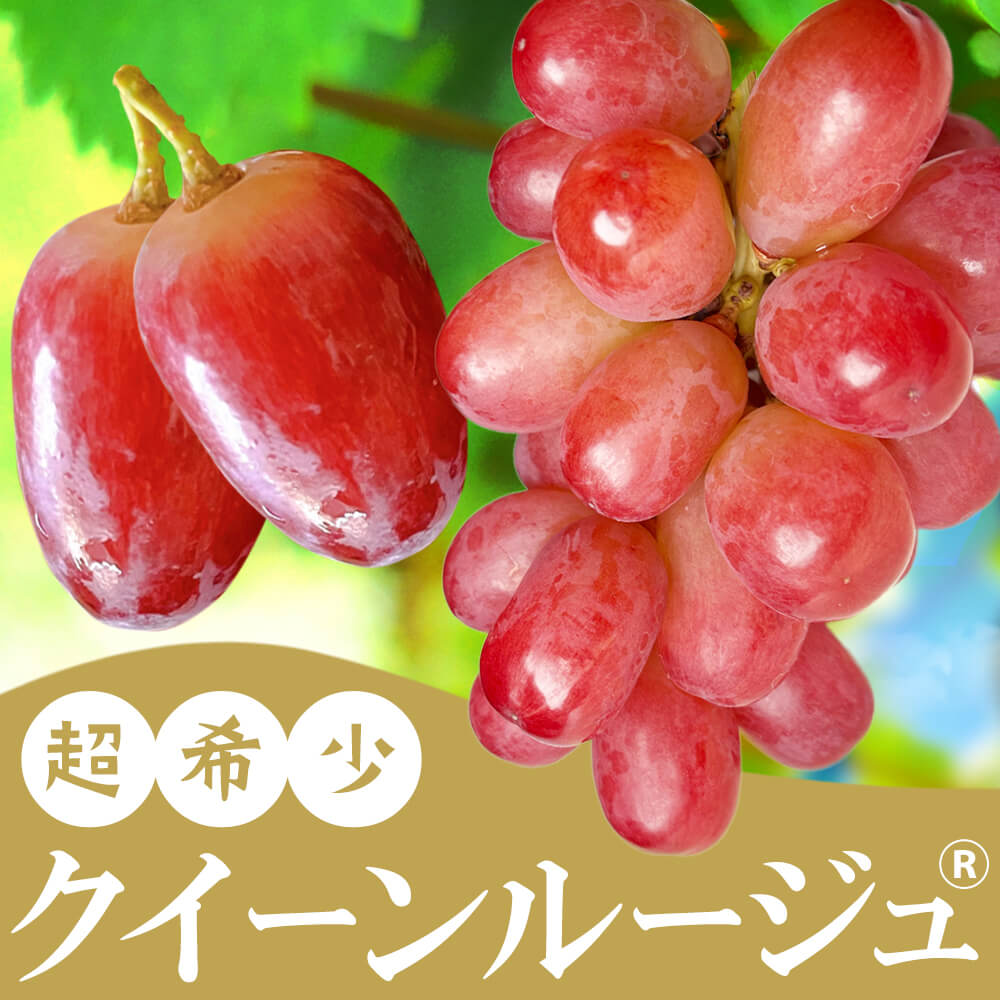 信州産 ぶどう クイーンルージュ Aランク 大房 1房 （550g程度） /９月中旬～発送// 葡萄 蒲萄 ブドウ 長野 贈答 ギフト【2025年度予約】