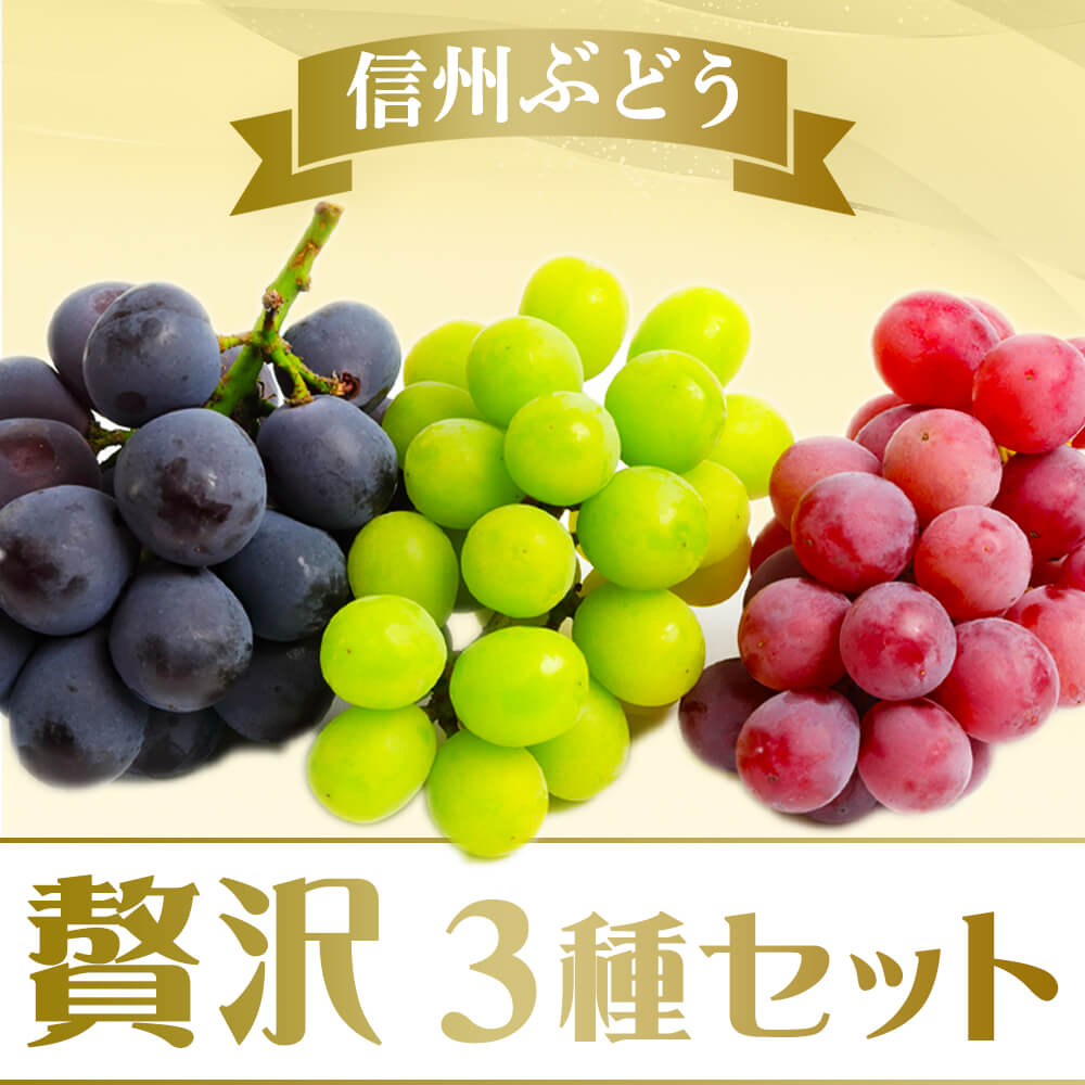 信州 ぶどう 贅沢 3種セット Aランク 大房 1.8kg以上(3房～5房) /９月中旬～発送// 葡萄 蒲萄 ブドウ ナガノパープル シャインマスカット クイーンルージュ 長野 贈答 ギフト【2025年度予約】