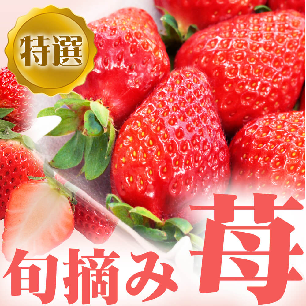 【2025年度予約終了】いちご 特選 旬摘み苺 4パック箱入り(1パック260g以上)/3月上旬～発送// ギフト 贈答 高級 章姫 紅ほっぺ とちおとめ 白苺 信州 長野