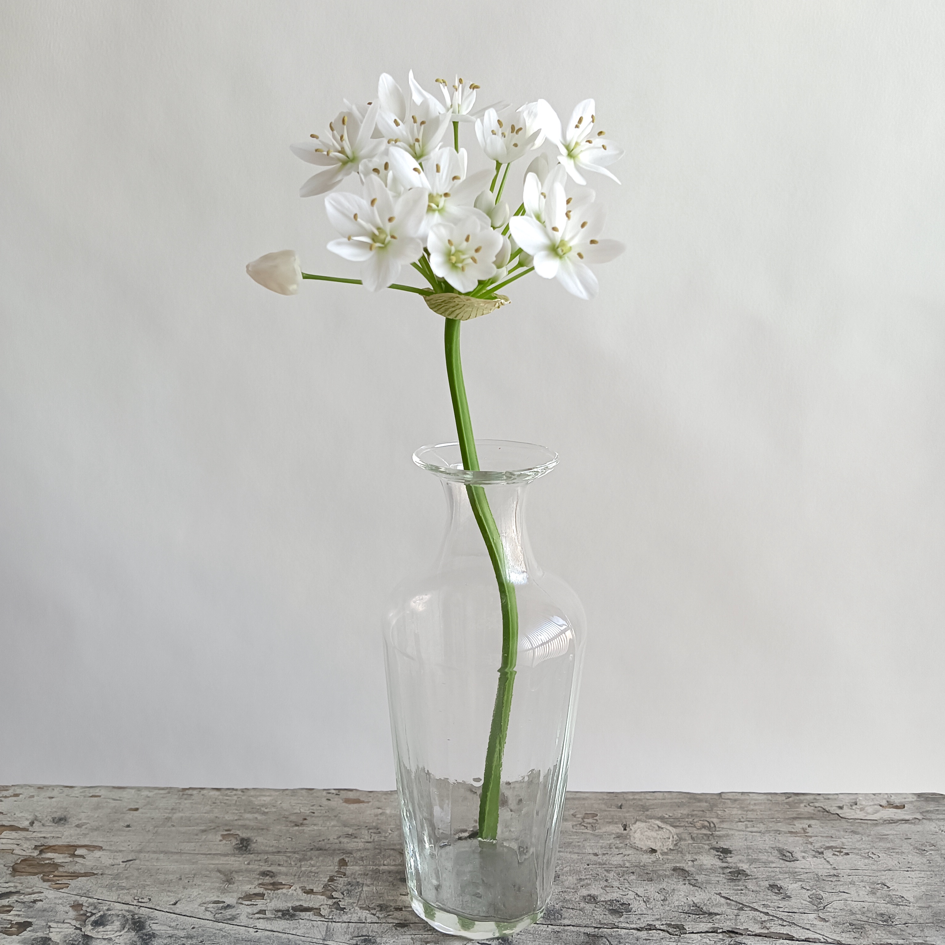 【リューズガラス】フラワーベース/ワイズライン　フレーズ