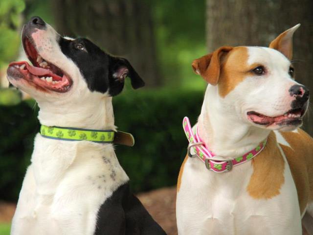 ダブリンドッグ・カラー